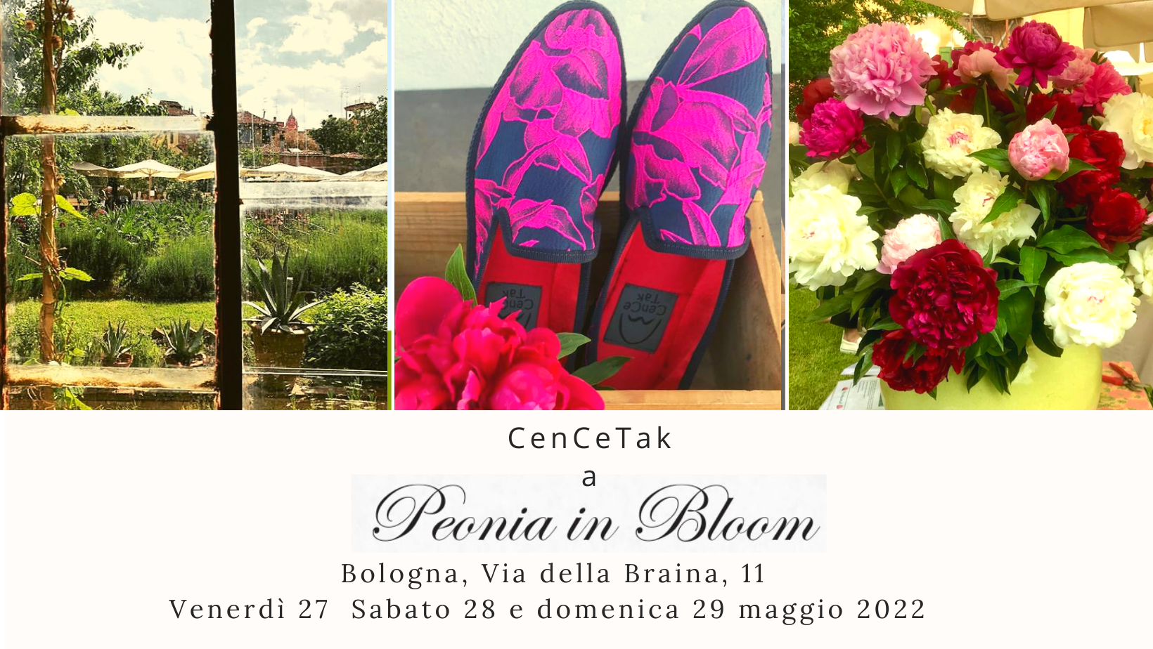 Peonia in Bloom a Bologna